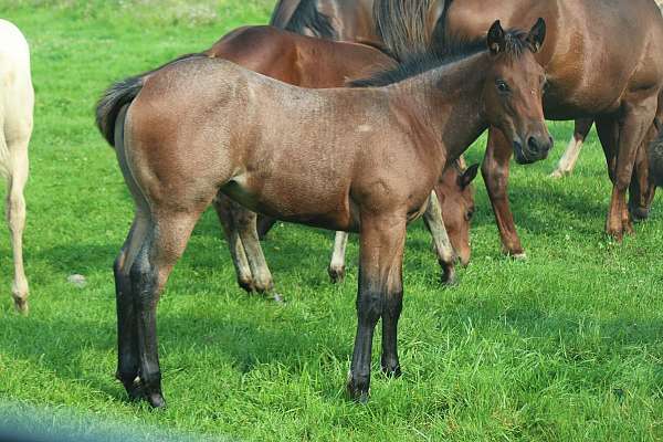 athletic-quarter-horse