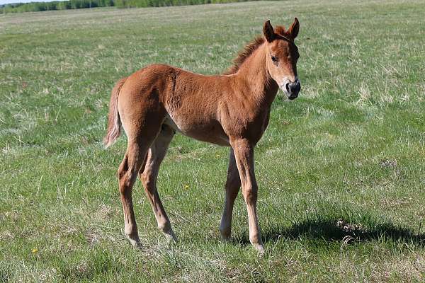 barrel-racing-quarter-horse