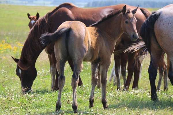 breeding-quarter-horse