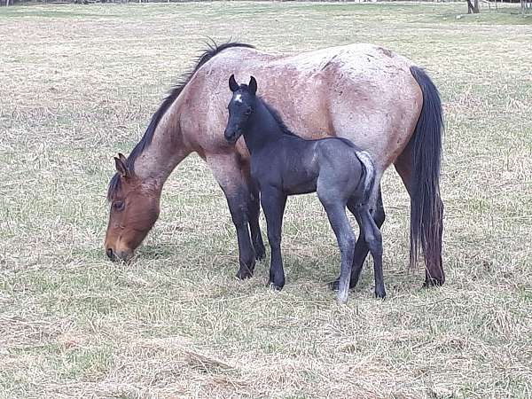 calf-roping-quarter-horse