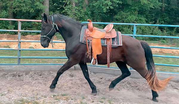 trail-horse-tennessee-walker-walking-horse