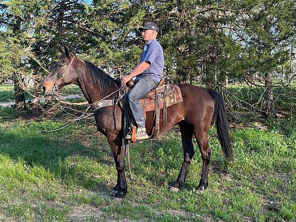 driving-standardbred-horse