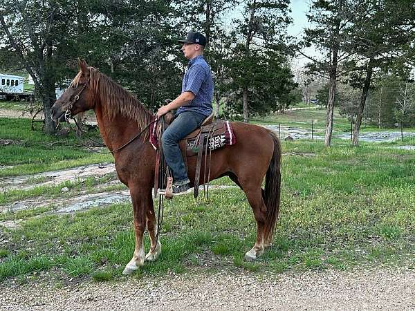 flashy-tennessee-walking-horse