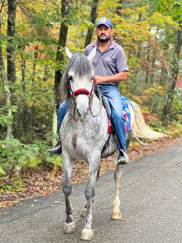 comfortable-lusitano-horse