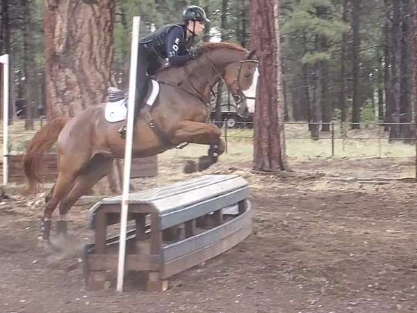 trail-riding-thoroughbred-horse