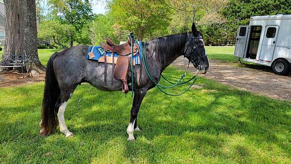 doc-tennessee-walking-horse