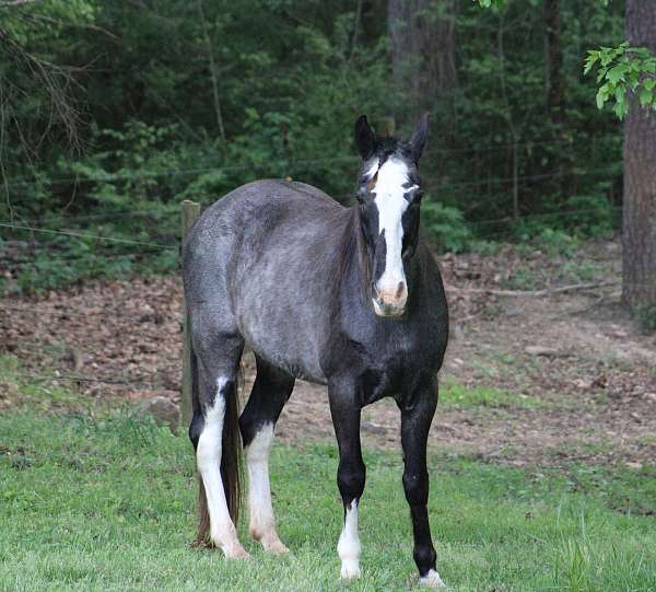 great-broodmare-tennessee-walking-horse