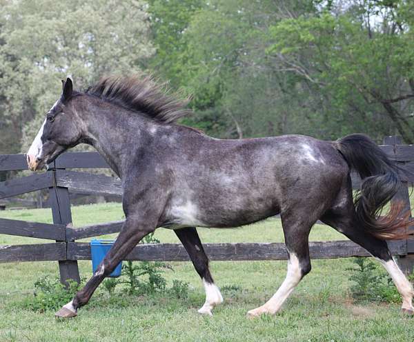 groundwork-training-tennessee-walking-horse