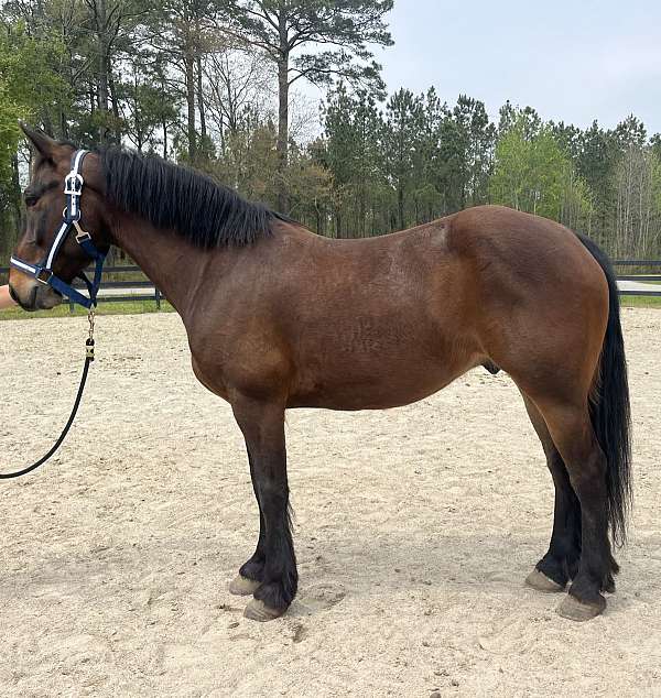 bay-morgan-percheron-gelding