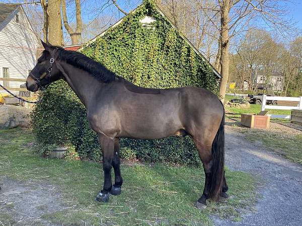 all-around-connemara-pony