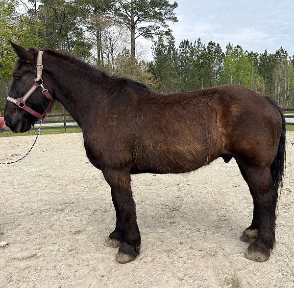 black-percheron-gelding