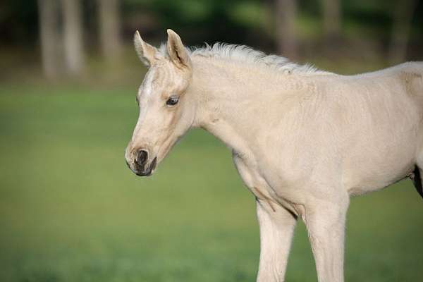 twhbea-palomino-stallion