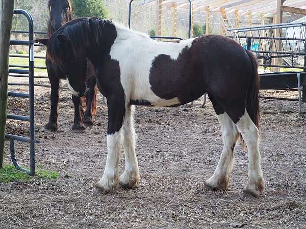 friesian-filly