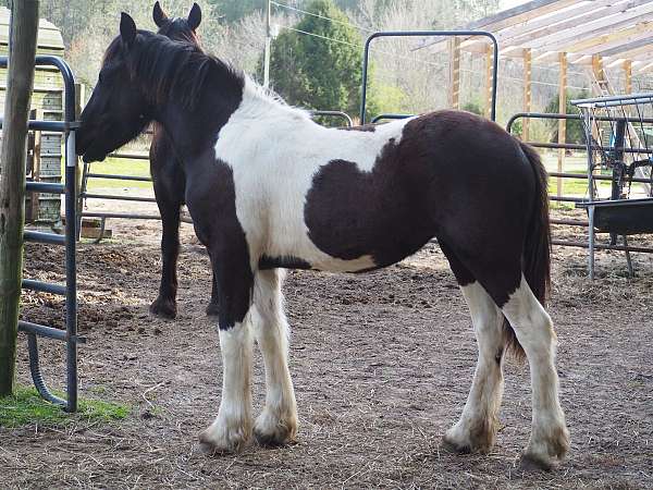 friesian-horse-for-sale