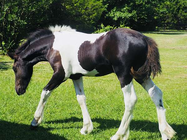 friesian-horse