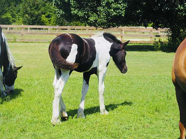 friesian