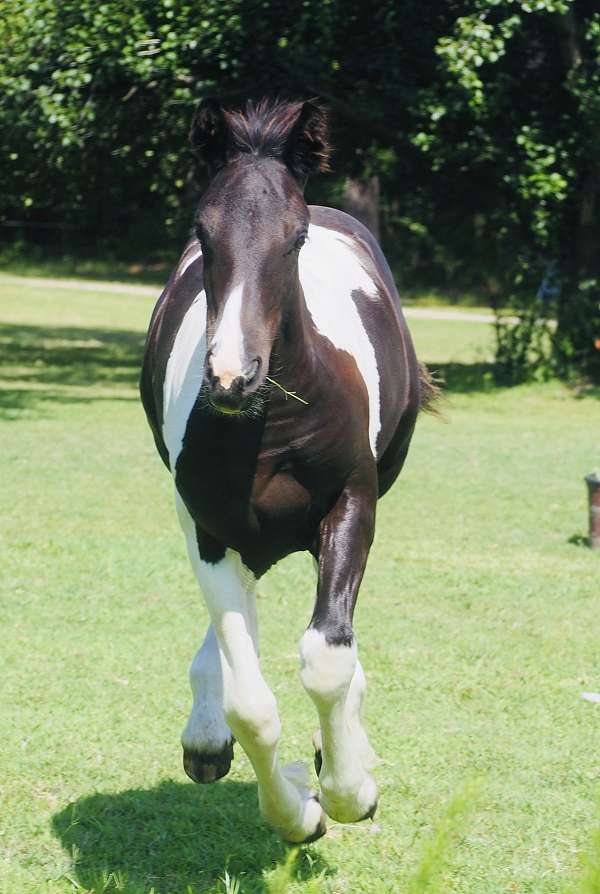 halter-filly