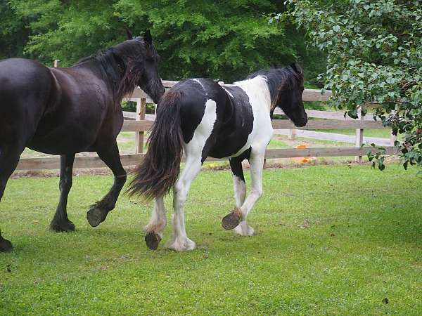 war-friesian-horse