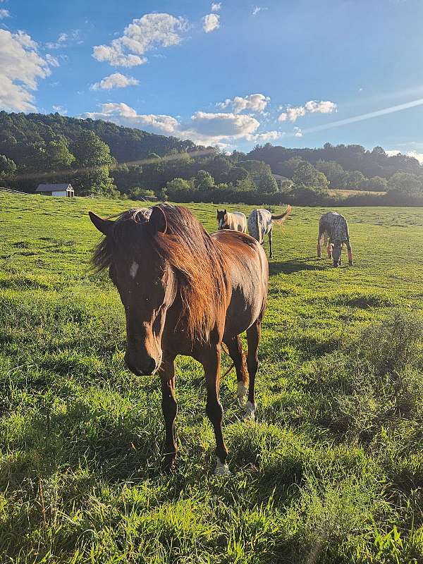 bay-dun-with-random-white-spoots-horse