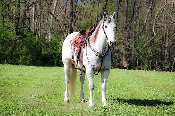 grey-trail-ri-horse