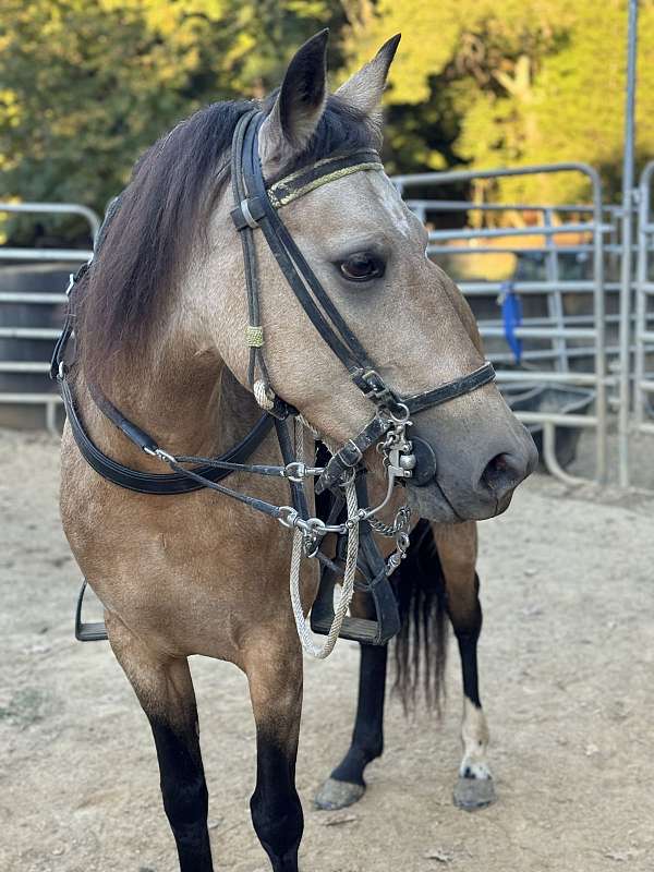 buckskin-pfha-filly