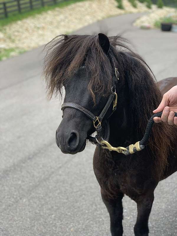 all-around-athletic-miniature-pony