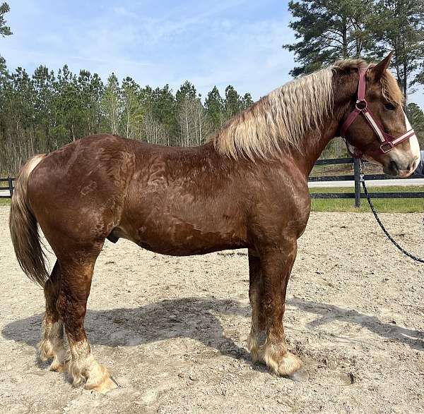 sorrel-belgian-gelding