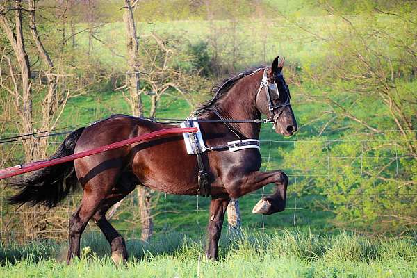 all-around-friesian-horse