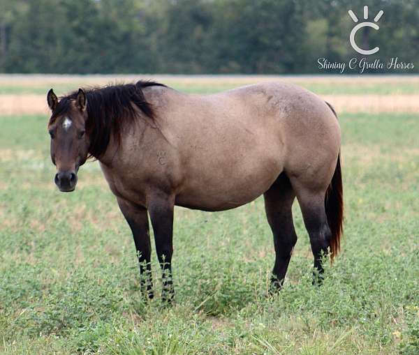 brown-splash-white-1-horse