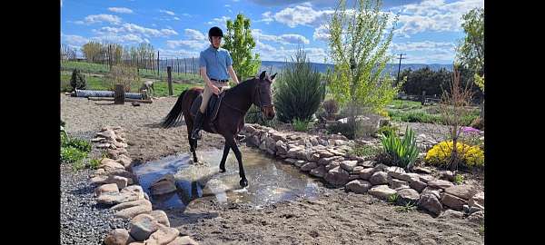 all-around-quarter-horse