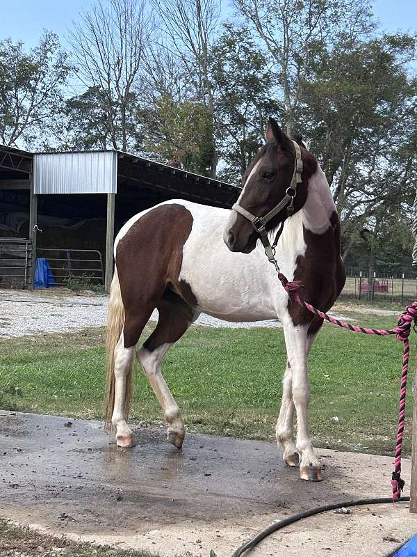 sshbea-tennessee-walking-filly