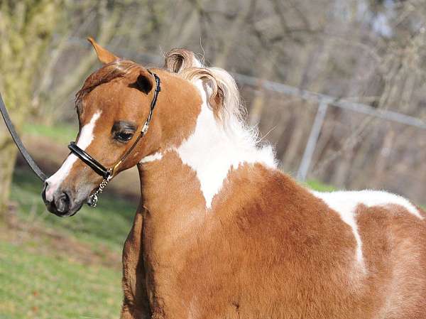 chestnut-pinto-yearling