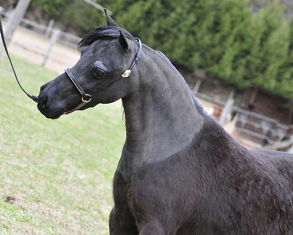 pinto-horse