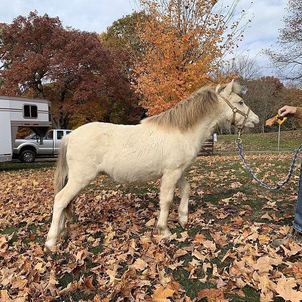 4-h-prospect-miniature-horse