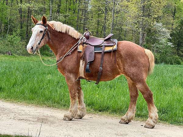 beginner-harness-belgian-clydesdale-horse