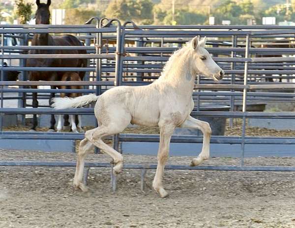 palomino-nonesolid-horse