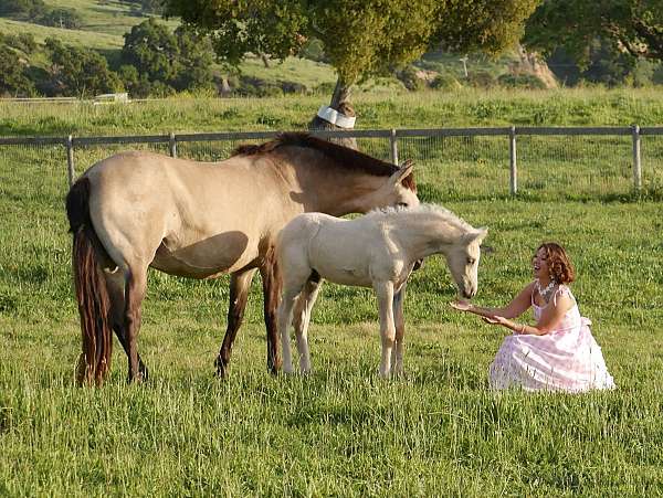 saddle-seat-iberian-horse