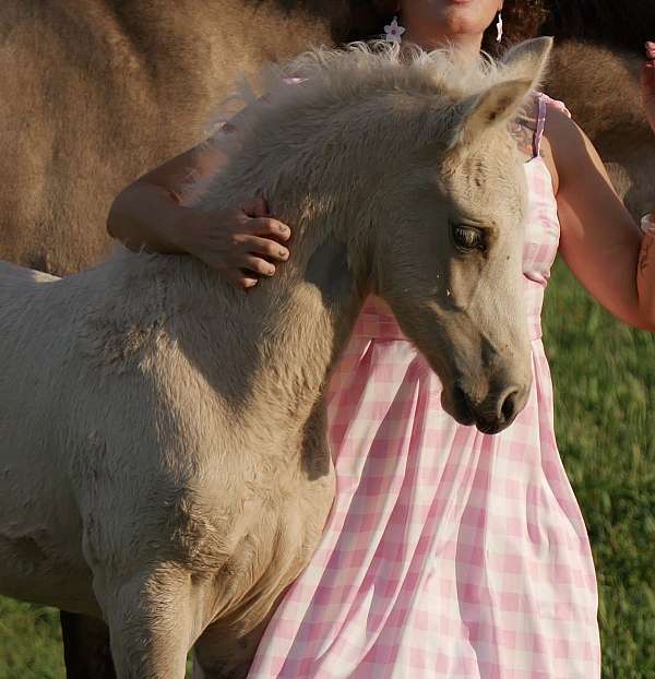 saddle-seat-palomino-horse