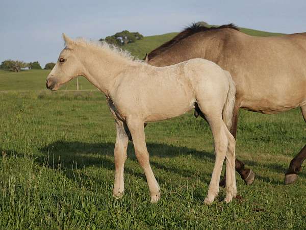 cremello-andalusian-foal