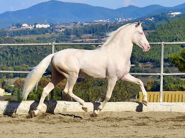 cremello-friesian-colt