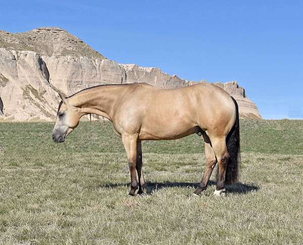 twombly-horse-gelding