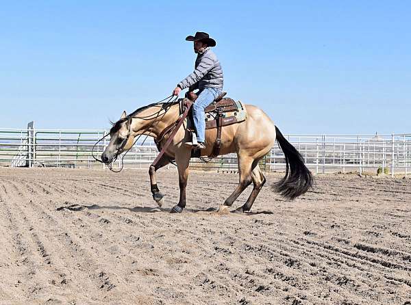 buckskin-yes-horse