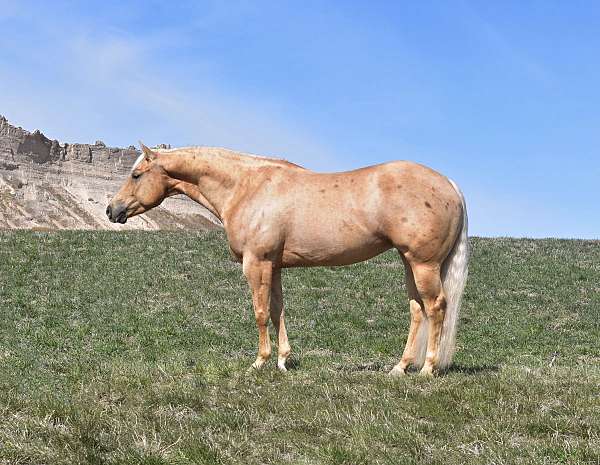 palomino-yes-horse