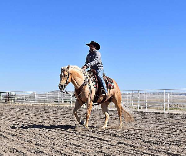 all-around-quarter-horse