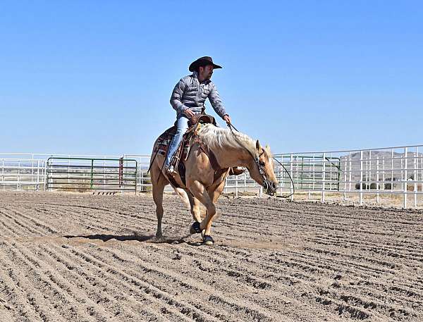 athletic-quarter-horse