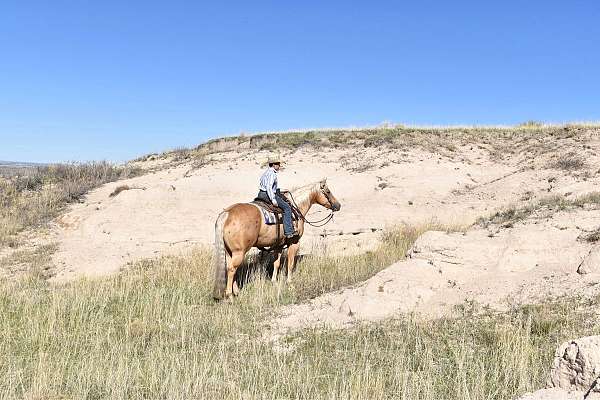 available-quarter-horse