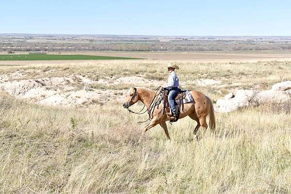 beautiful-quarter-horse