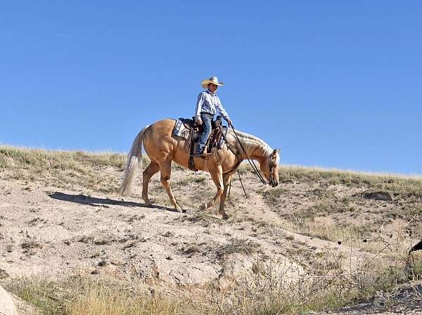 beginner-quarter-horse