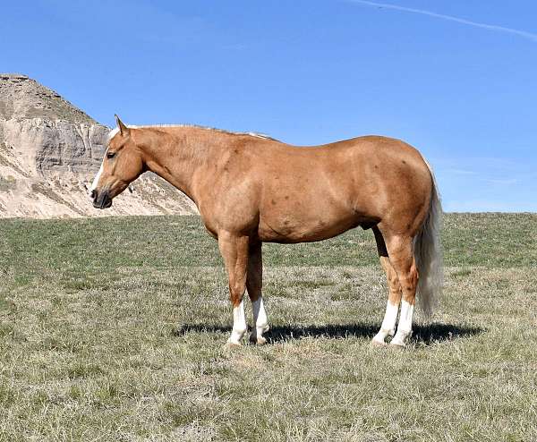 ranch-rider-paint-horse