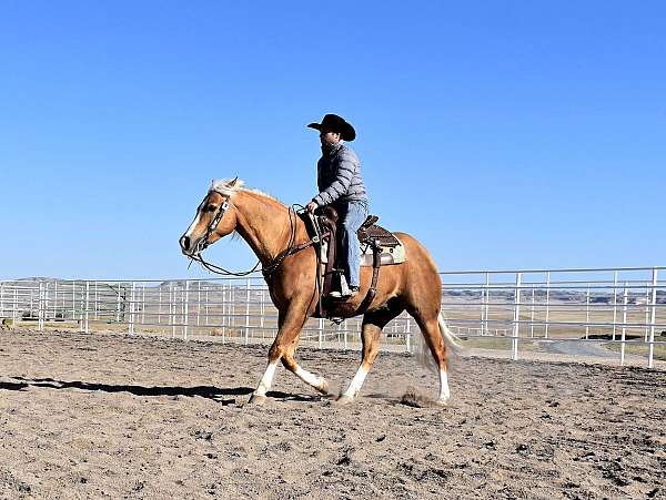 palomino-yes-horse